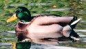 PT-Ducks